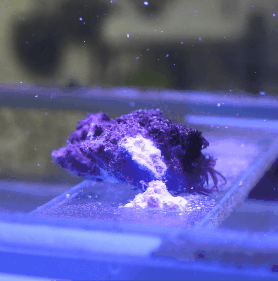 4.gif