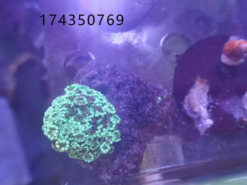 ������Ҷ�����������������к�ɫ��