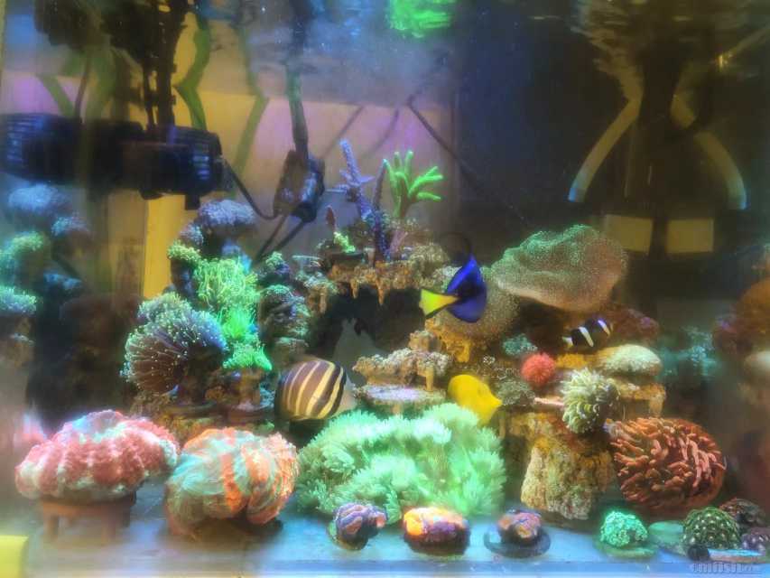 ������ɺ ��