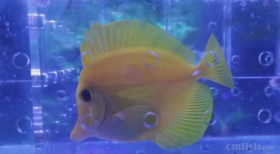 �ƽ��