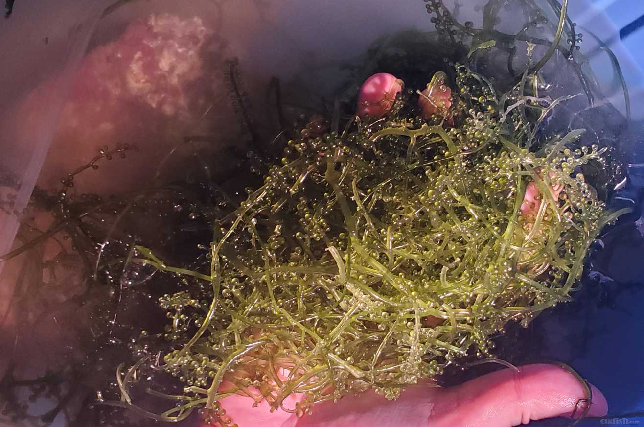 藻菌是怎么捞起来的