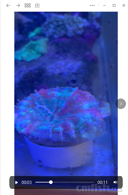 ��ɫ��״��