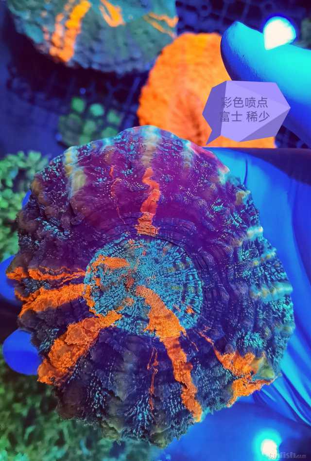 ��ɫ��� ϡ��.jpg