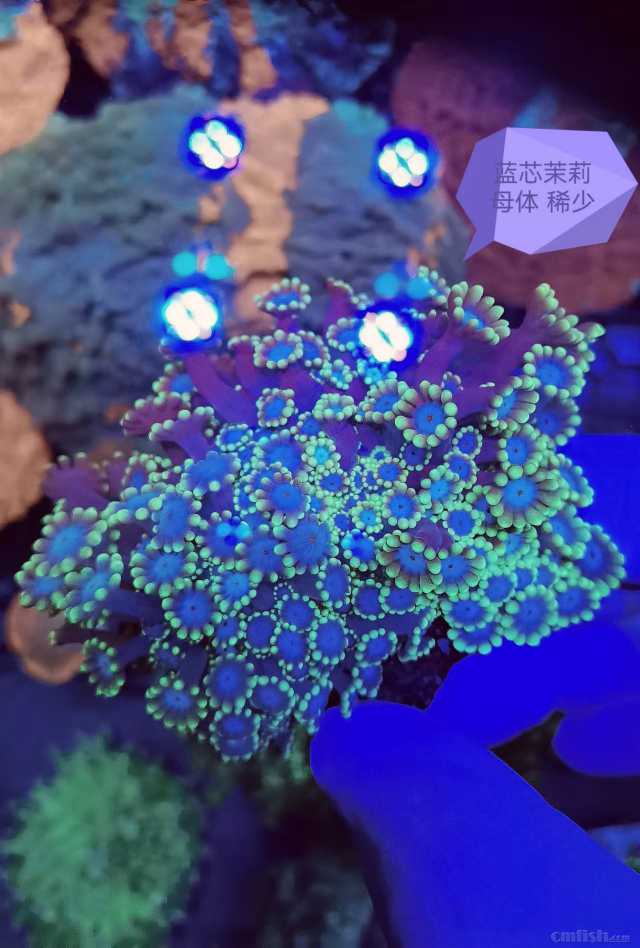 ��о����ĸ�� ϡ��.jpg