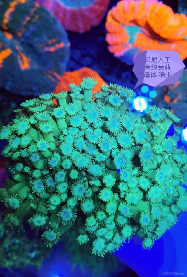 ӡ���˹���������ĸ�� ϡ��.jpg