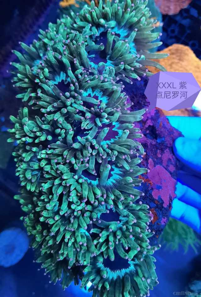 �ϵ����޺� XXXL.jpg