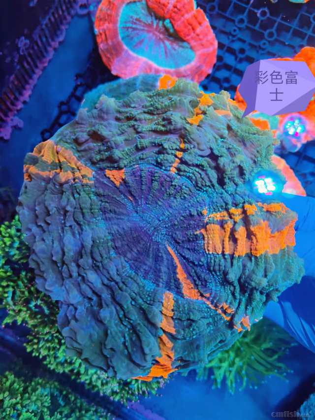 ��ɫ��ʿ 1.jpg