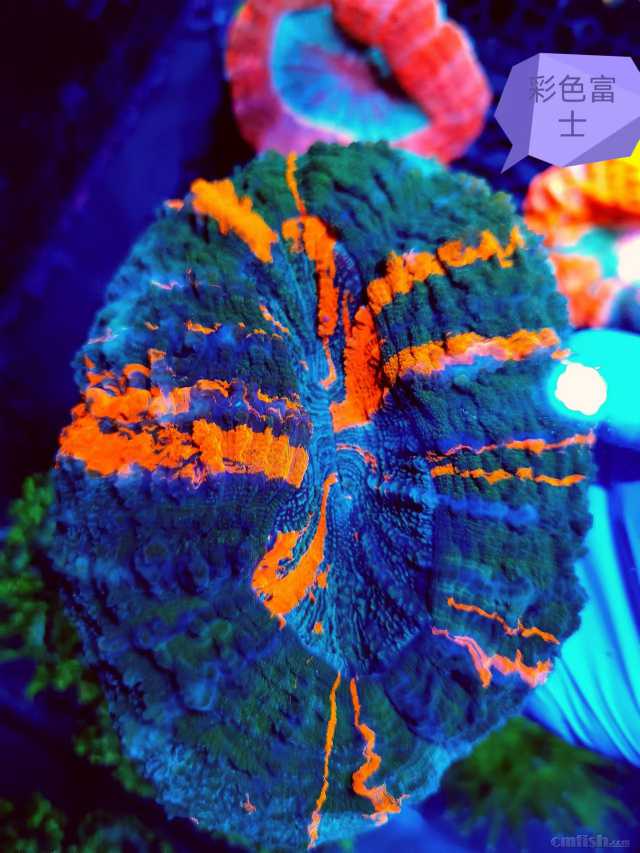 ��ɫ��ʿ 2.jpg