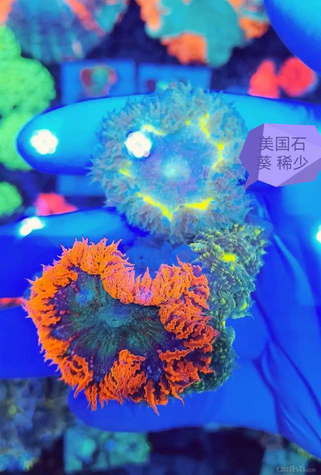 ����ʯ�� ϡ��.jpg