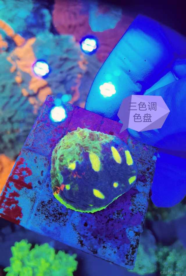 ��ɫ��ɫ�� 1.jpg