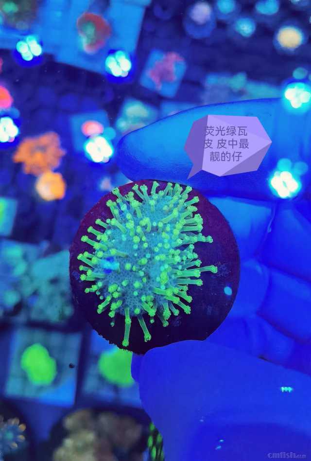 ӫ������Ƥ Ƥ����������.jpg