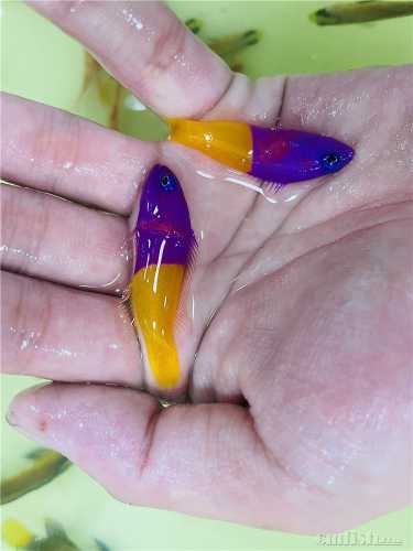 ӡ��˫ɫ��ݮ.jpg