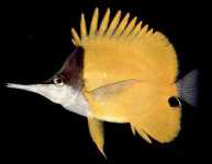 Longnosebutterflyfish.jpg