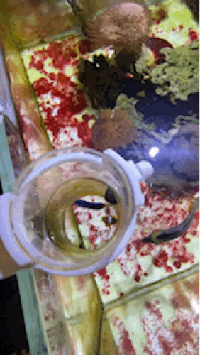 IMG_8793.GIF
