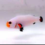 Screenshot_20230127_204106_com.taobao.idlefish_edit_1189812857664802.jpg