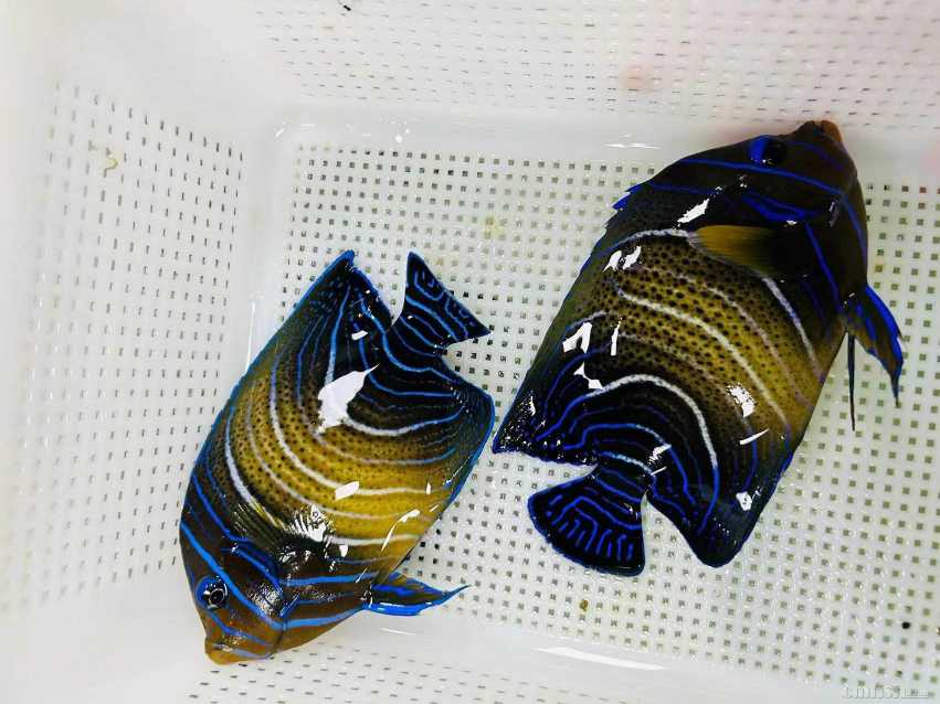 ���� ���.jpg