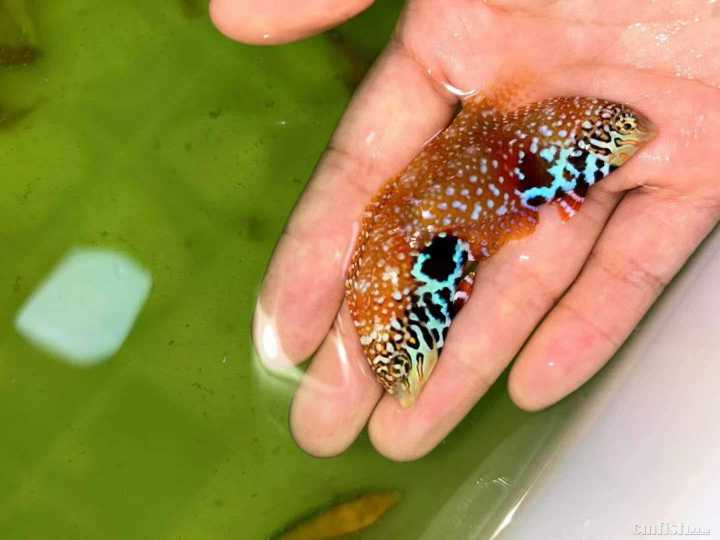 ���Ǳ����� ĸ.jpg