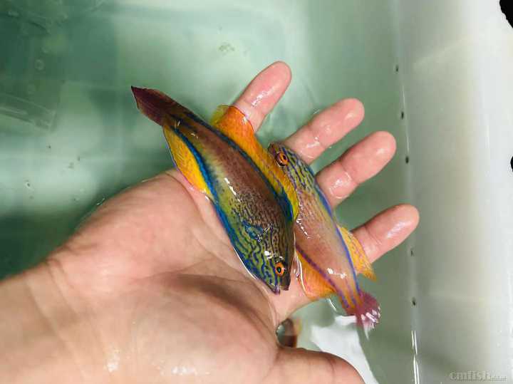 ��������ȸ ��1.jpg