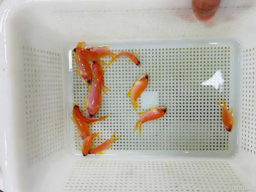 ӡ�������۱�ʯ ĸ.jpg