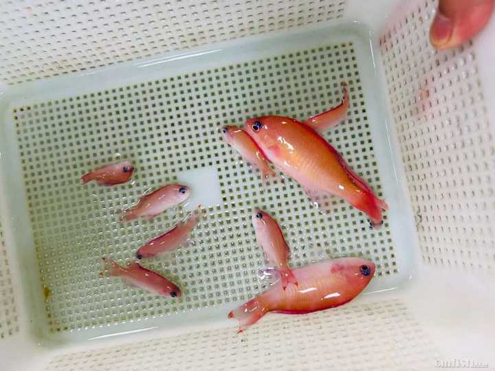 ���۱�ʯ ĸ.jpg