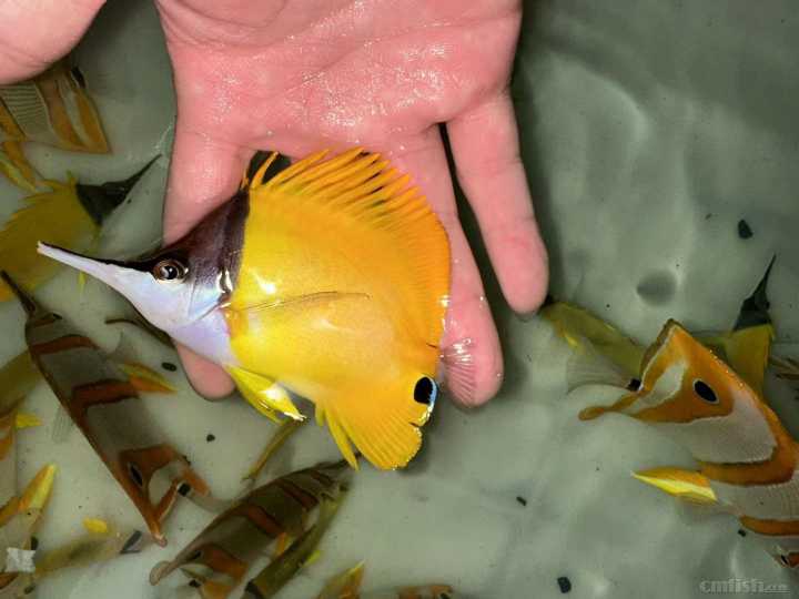 黄火箭.jpg