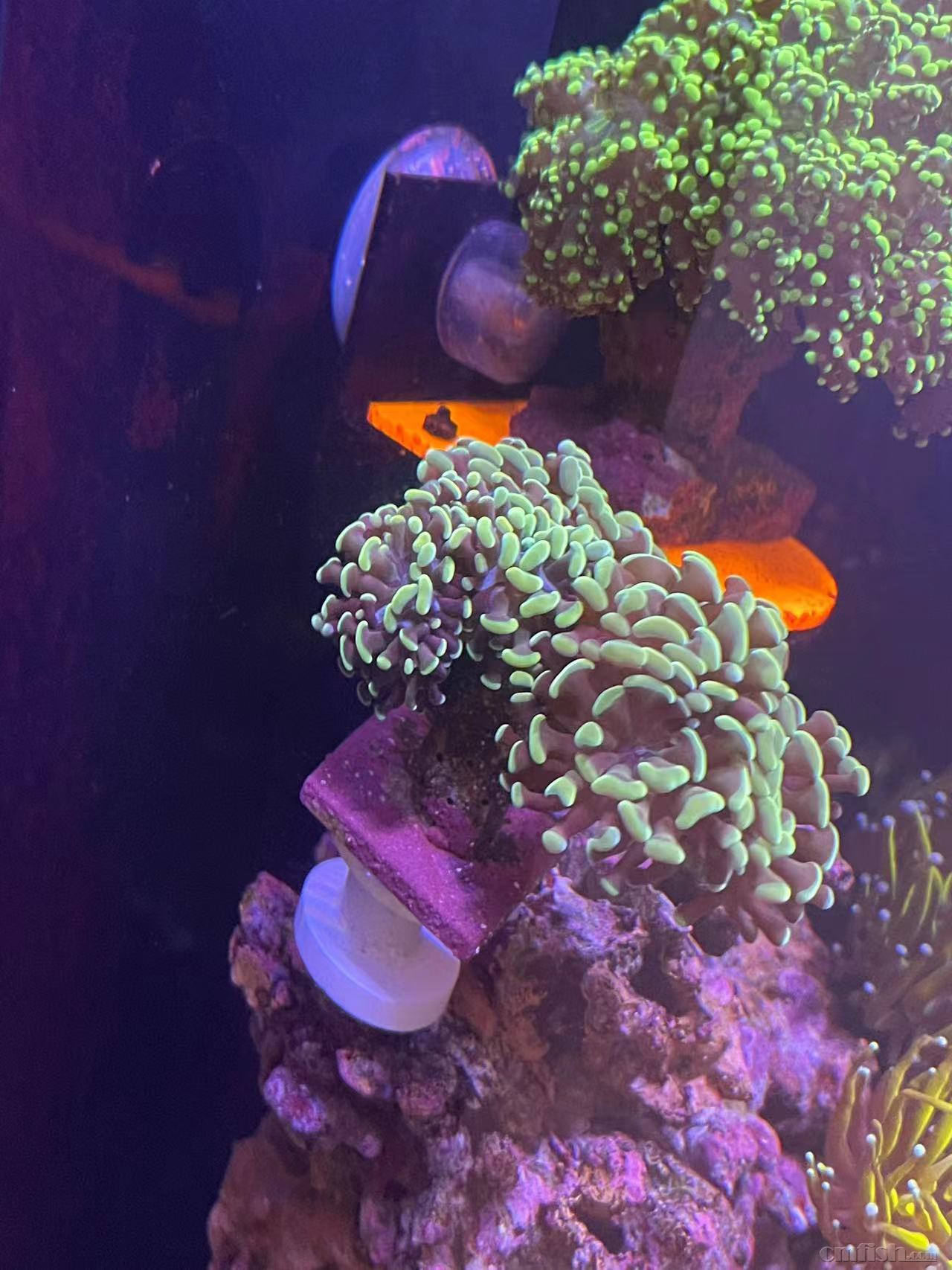 24k��֧����ͷ-5ͷ