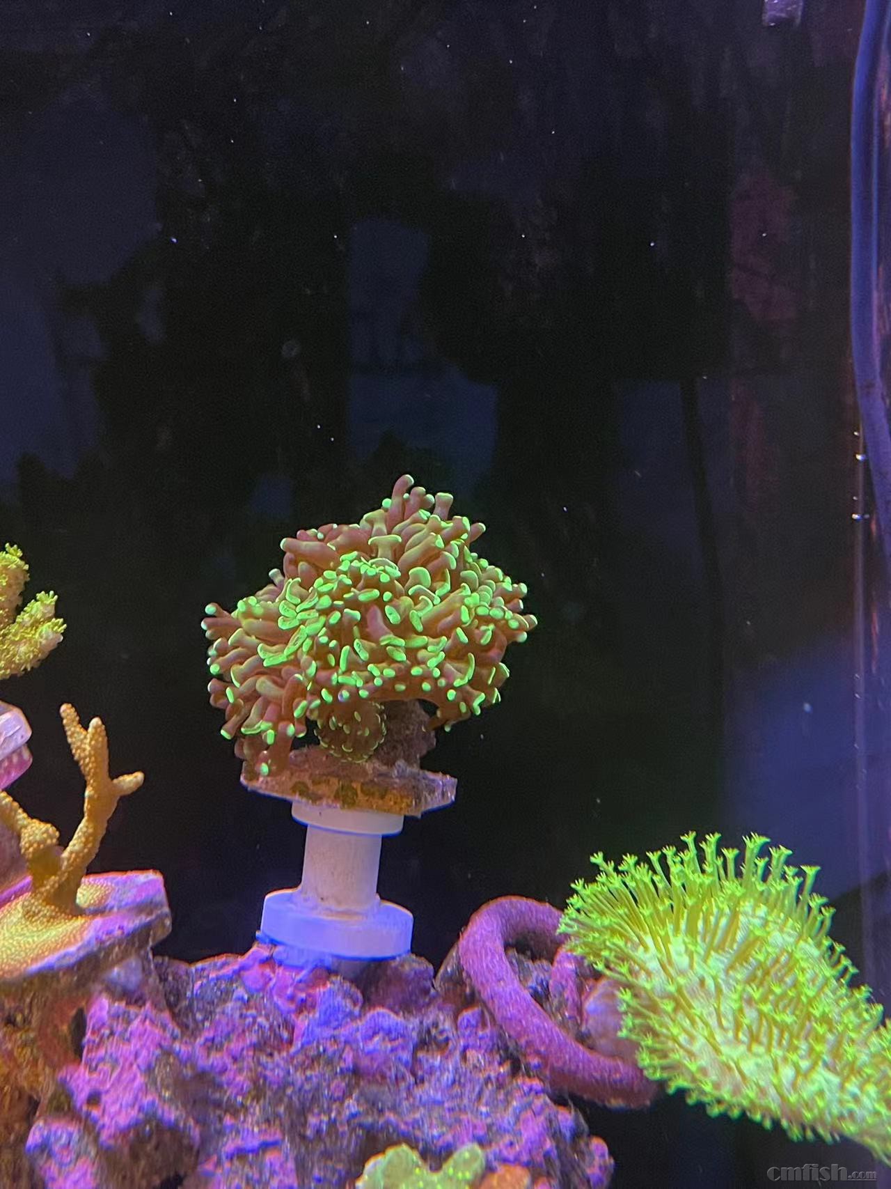 ӫ��������-2ͷ