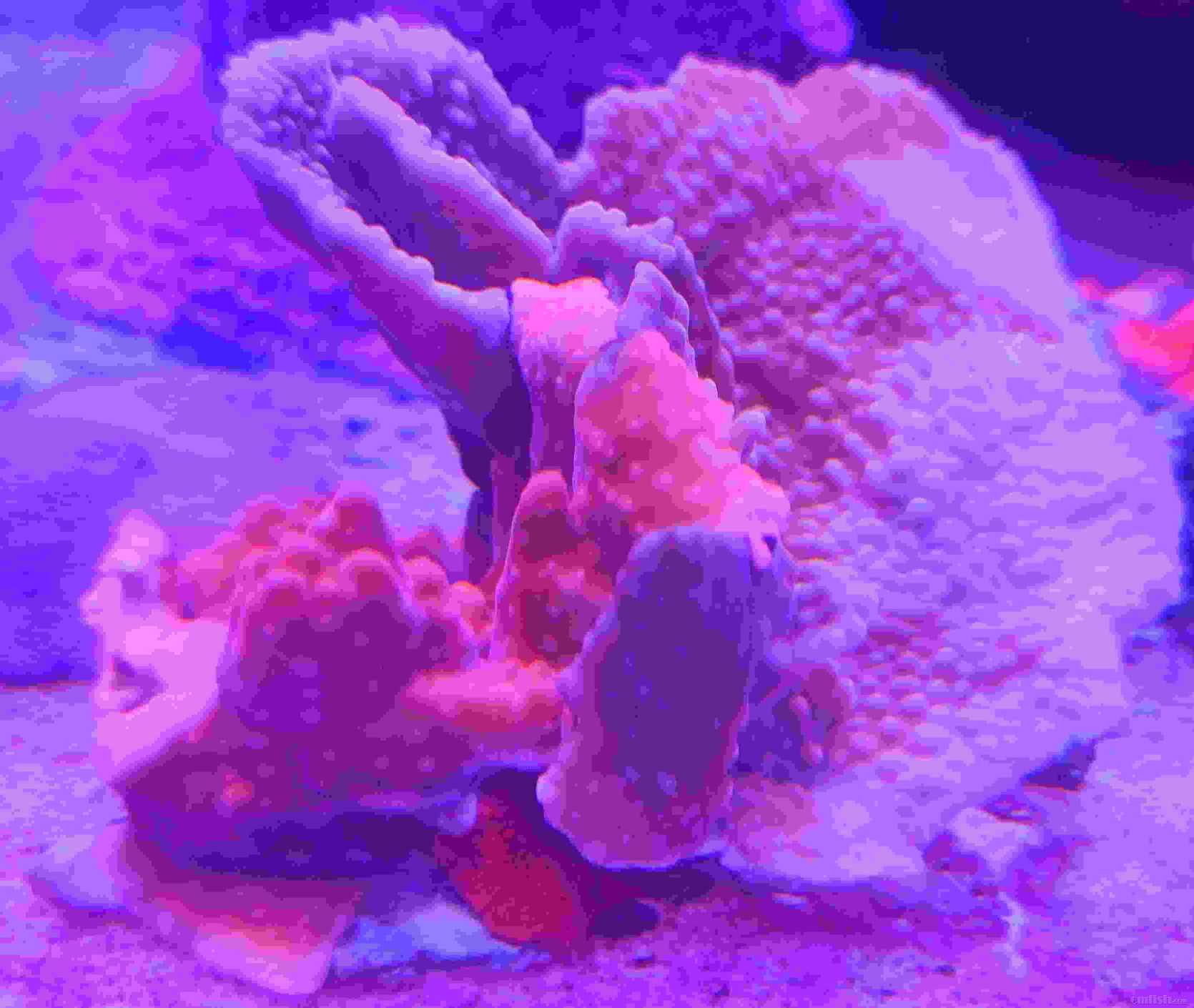 �첡�� ��ݮ԰ ӫ��칽.jpg