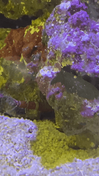 �����س�