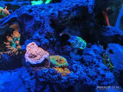 ��ʼ��ܵķ���Ƭ��ɭ�ִ����Ƭ��ʤ