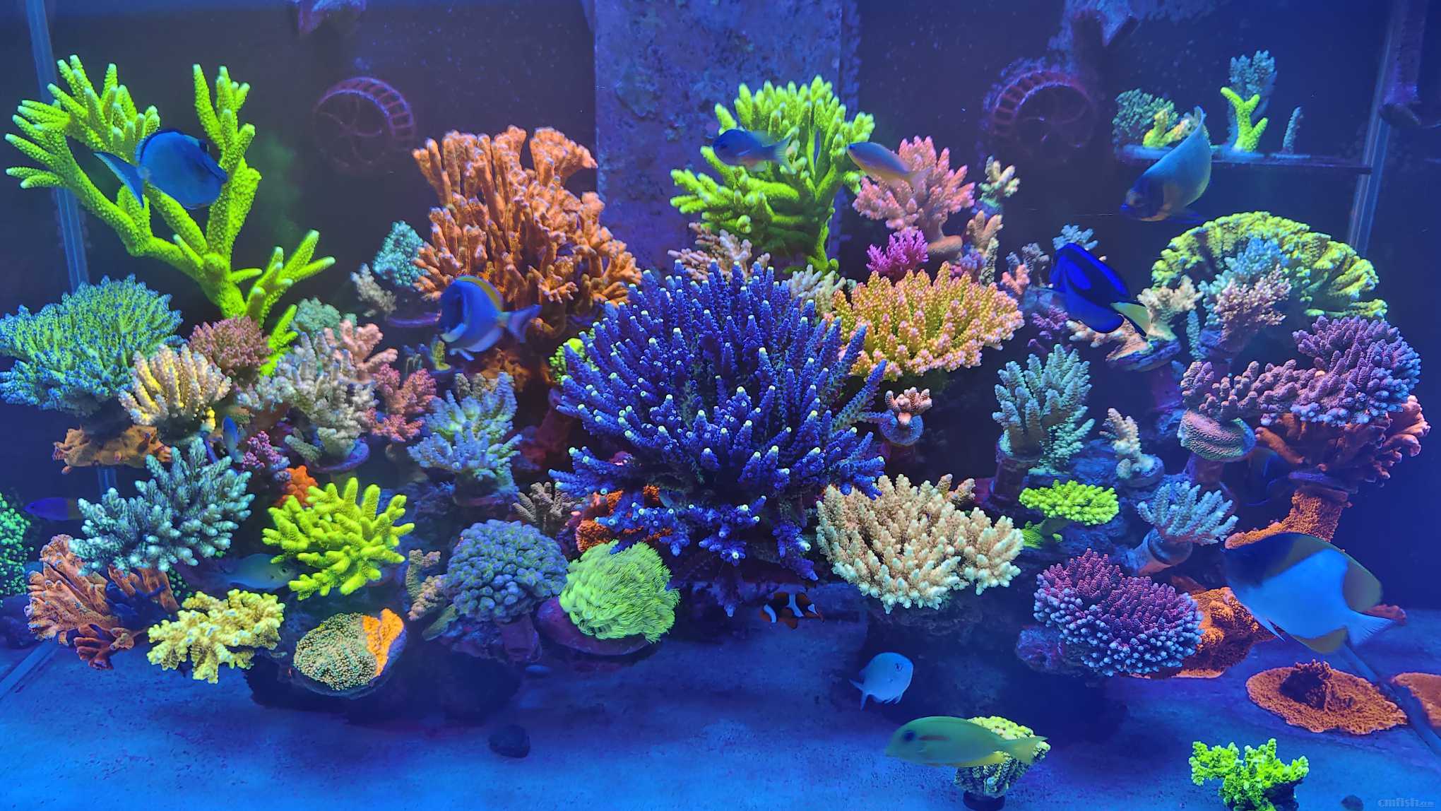 ������Ƭ