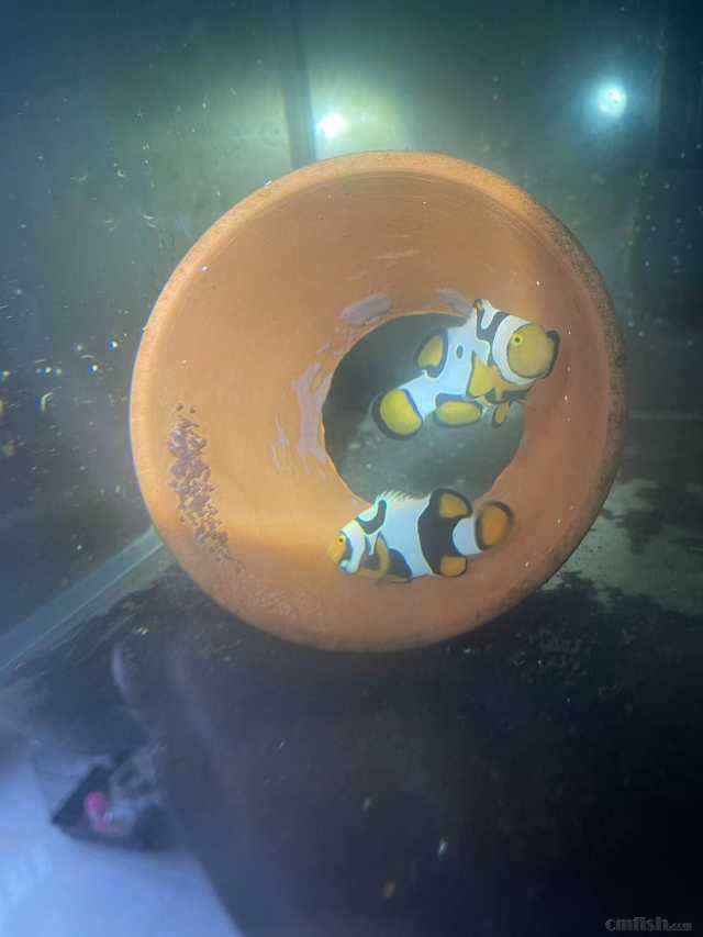 ���ѱϼ���700