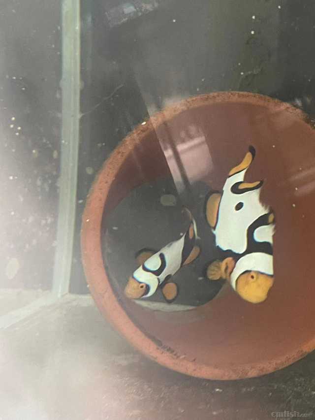 ���ѱϼ���