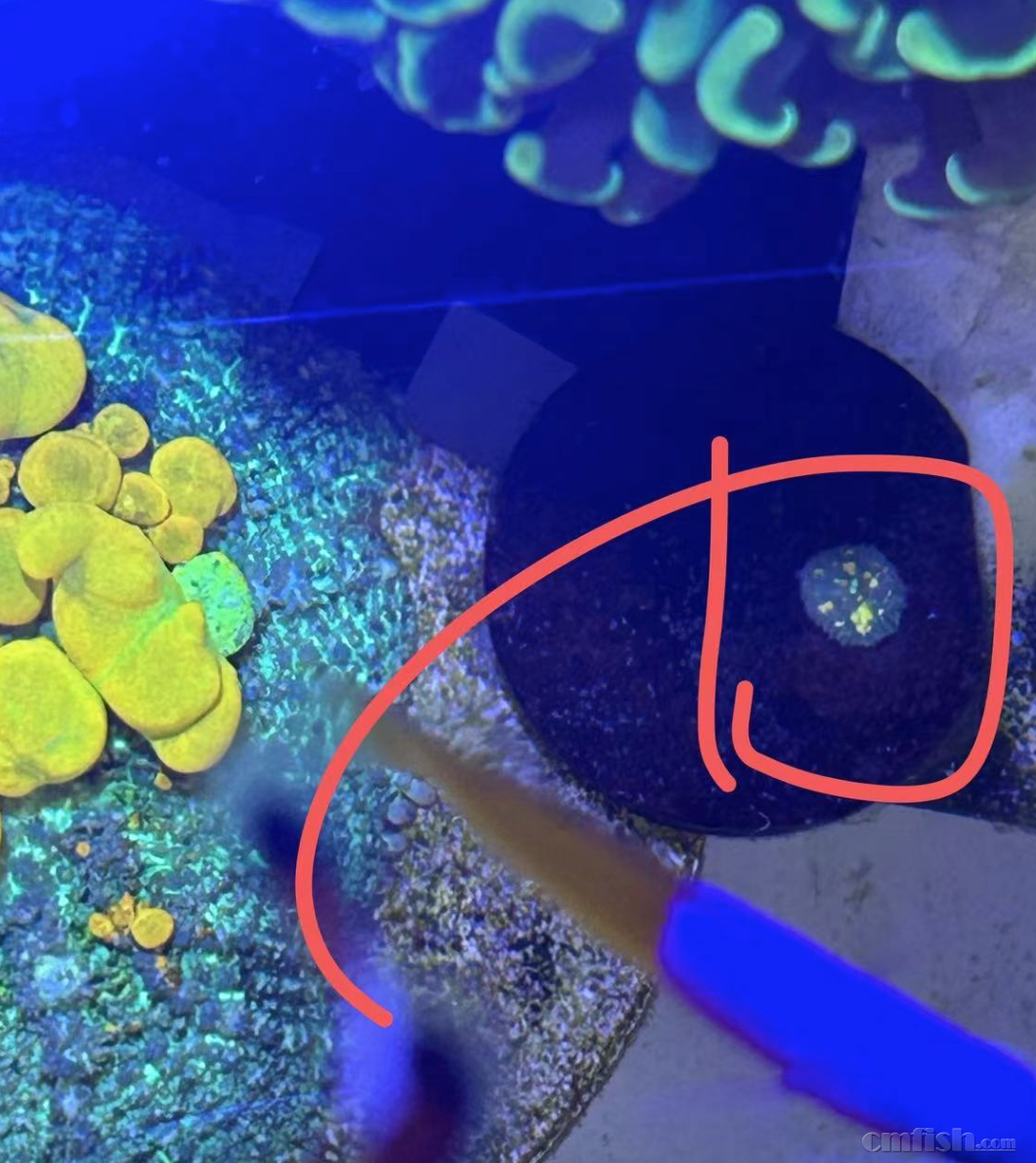 һͷ�����ĸ��Ա�