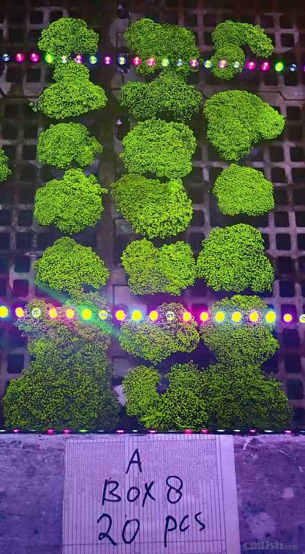 ��֧������5ͷ/��