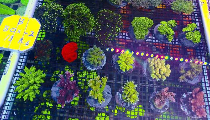 ӡ���˹�S P S