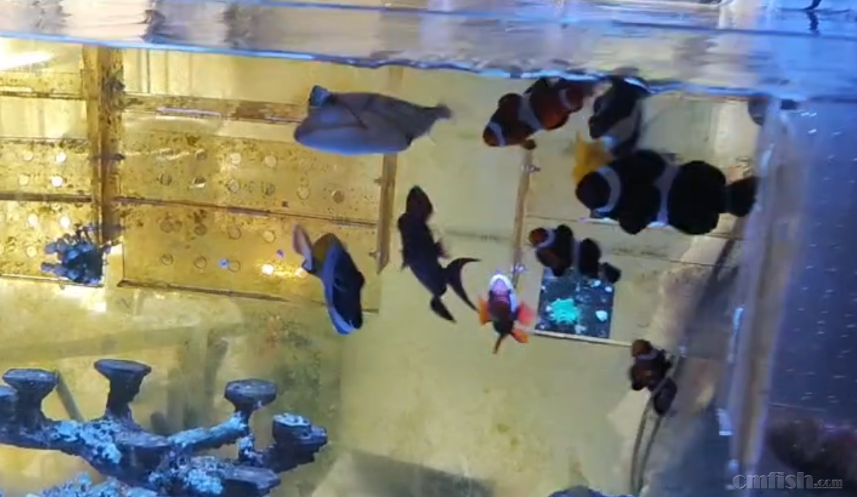 ���� (1).png