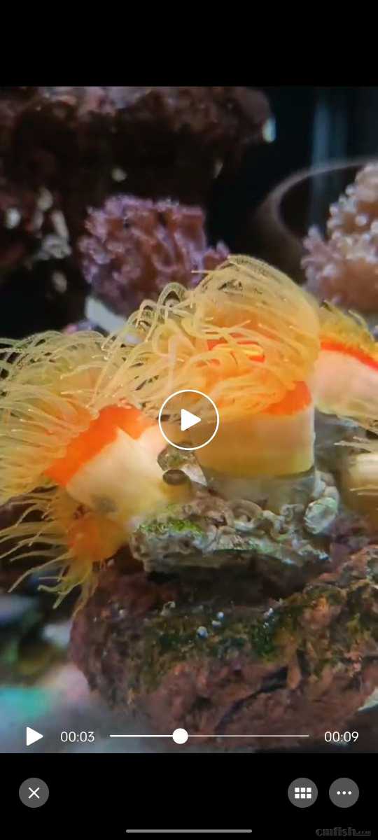 ���̻��ײ�