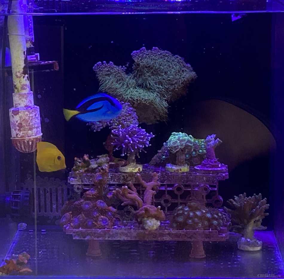 �Ƶ�������