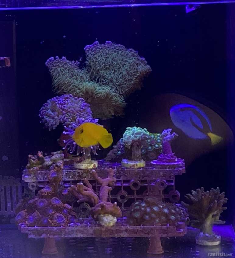 �Ƶ�������