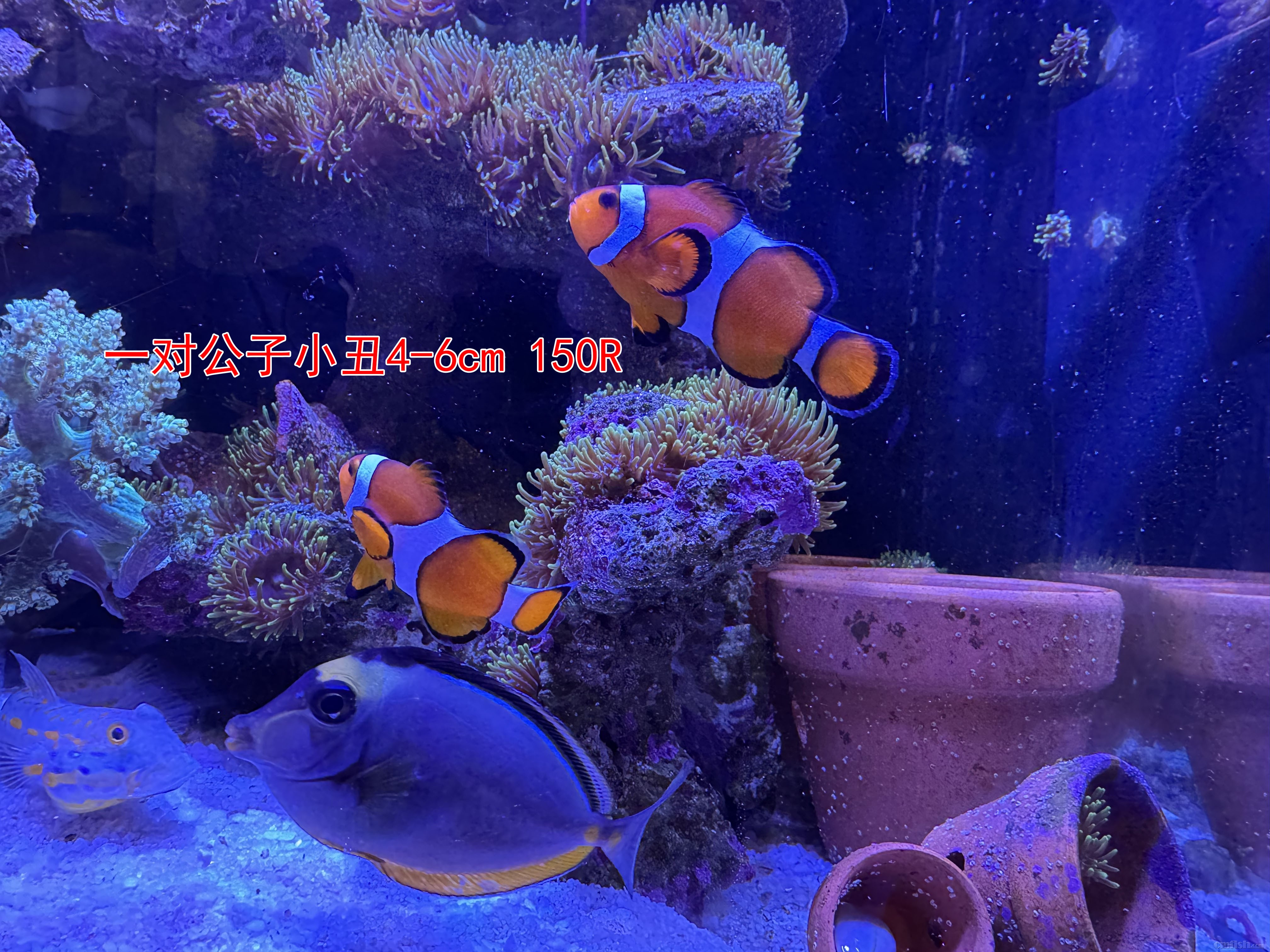 995382f412112aaa0477fc474cf9950 ����.jpg