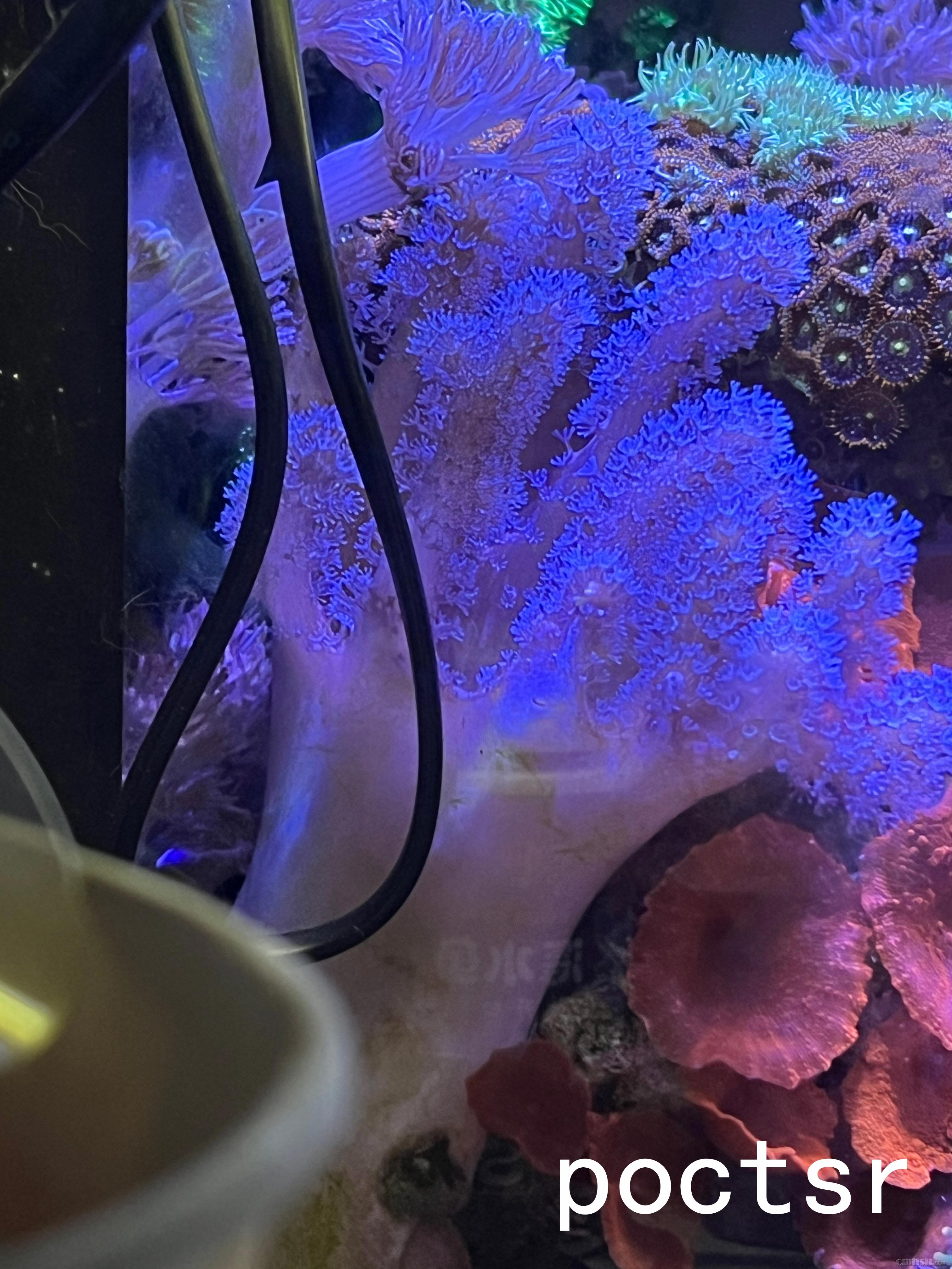 ȭͷ����ָƤ