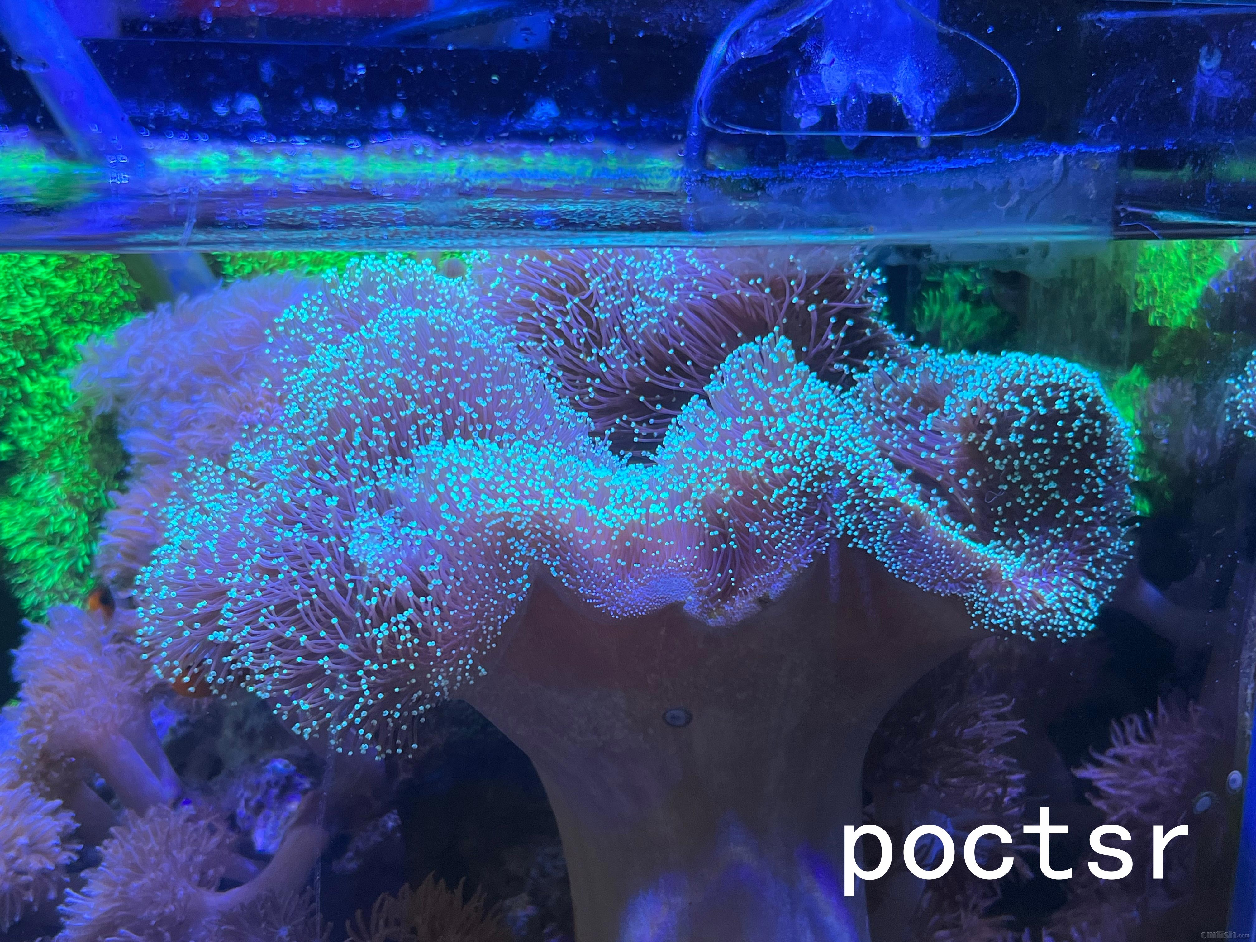 20CM+��ӫ������Ƥĸ��