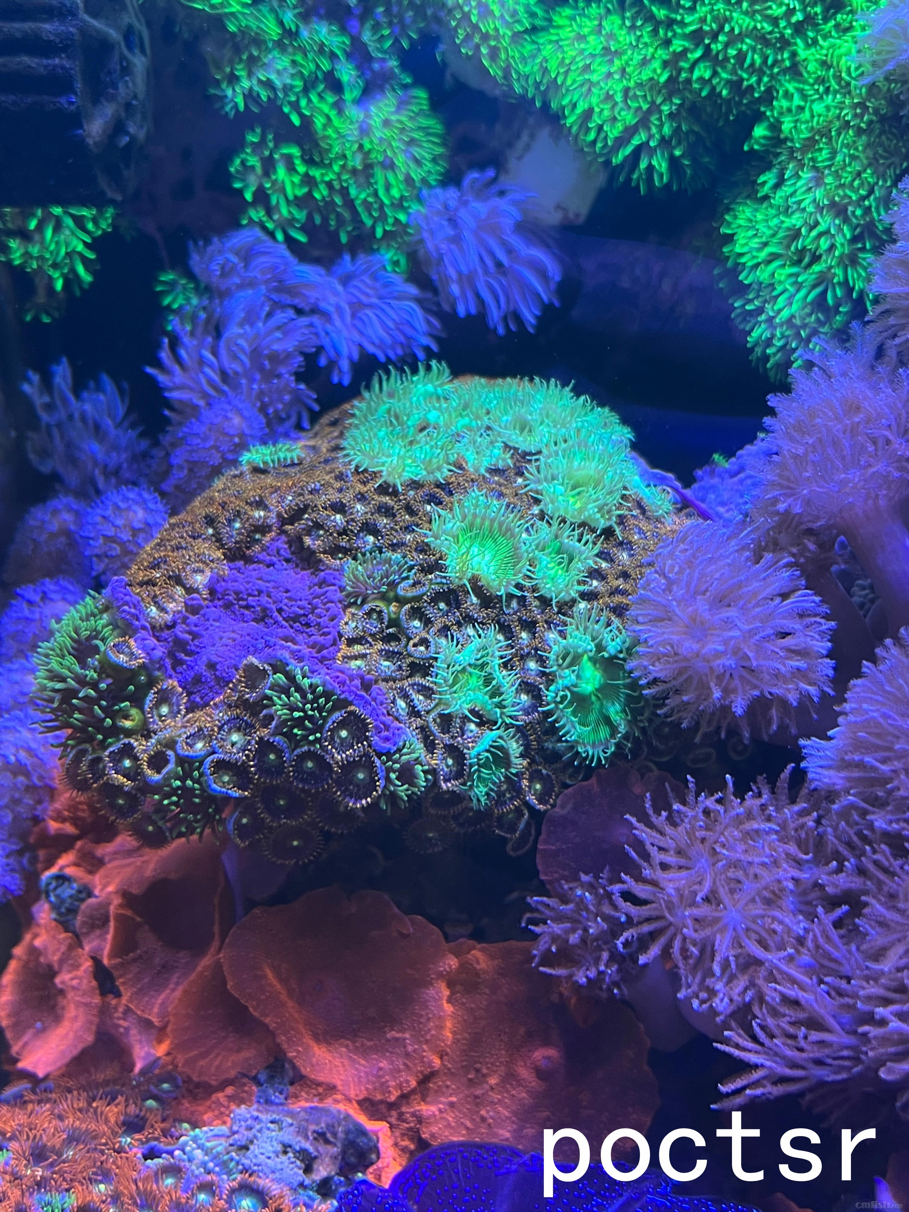 Ŧ��ɽ����һƬ��Ƭ�ѳɾ�