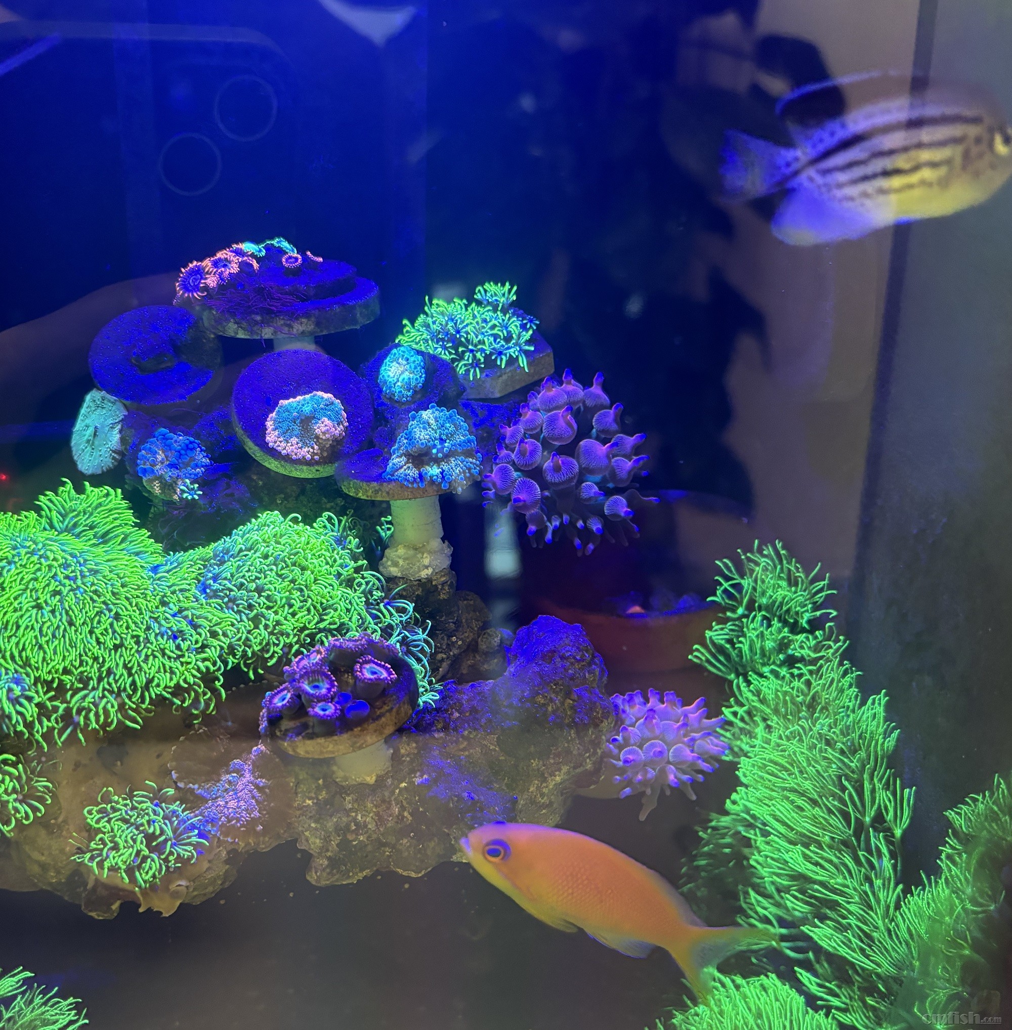 11ͷɳ�޲ʺ�Ŧ��