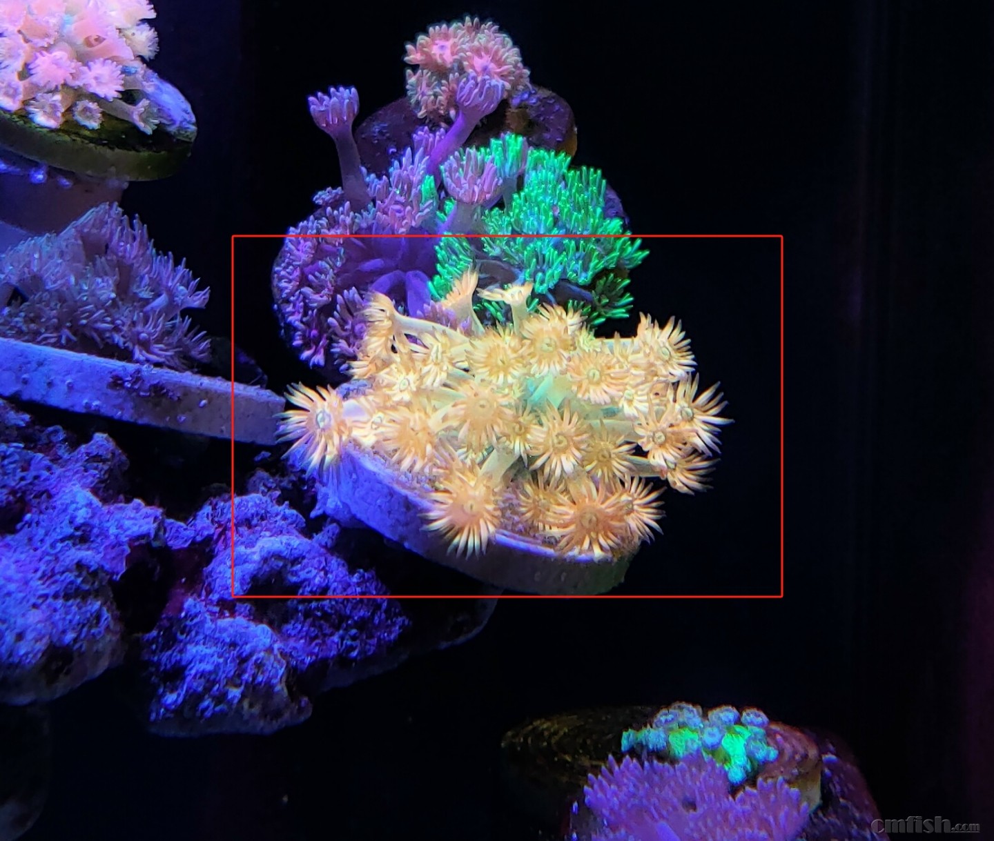 ��������50-60ͷ 390