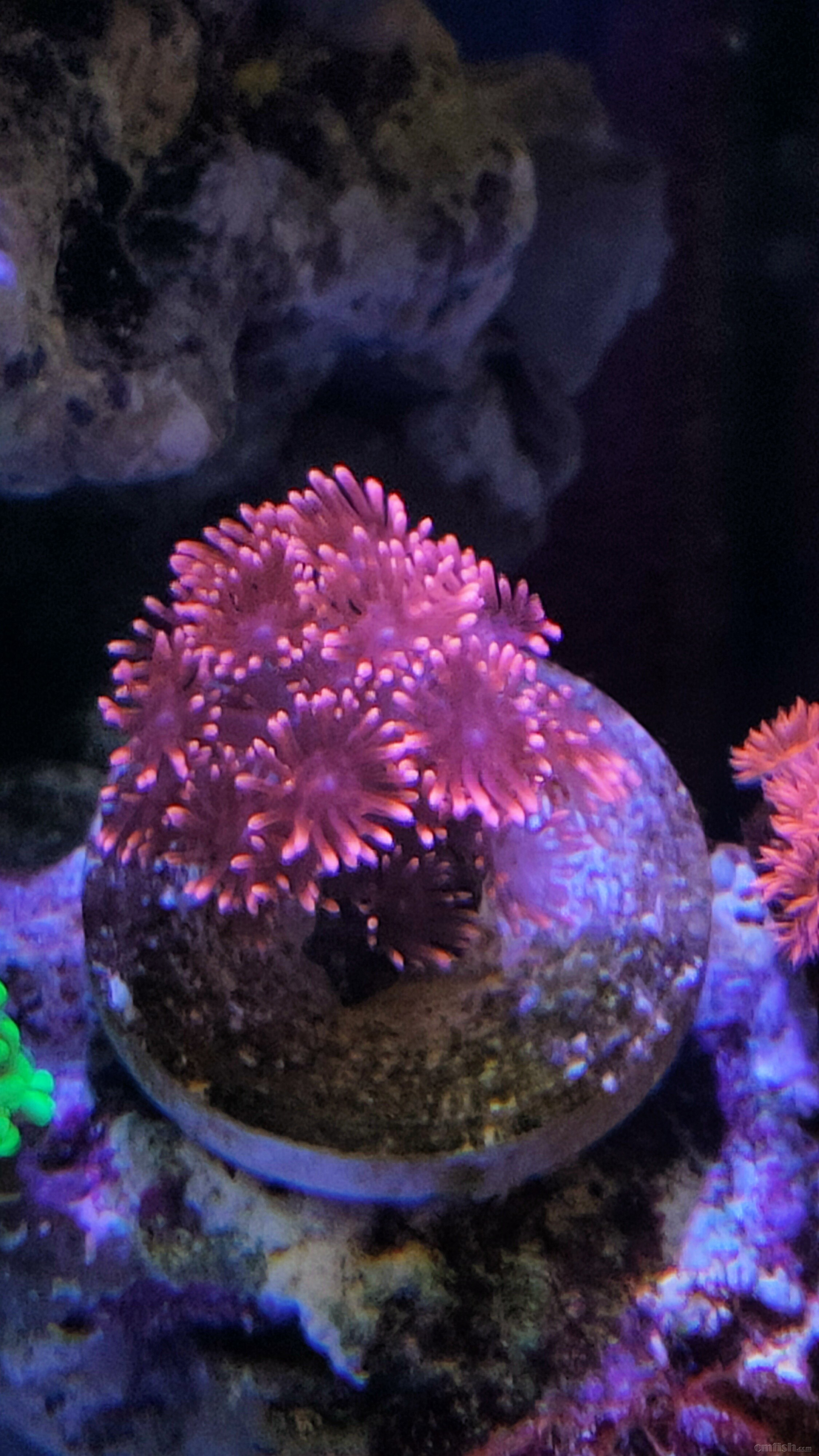 ���������󻨣�1/2��30ͷ+80