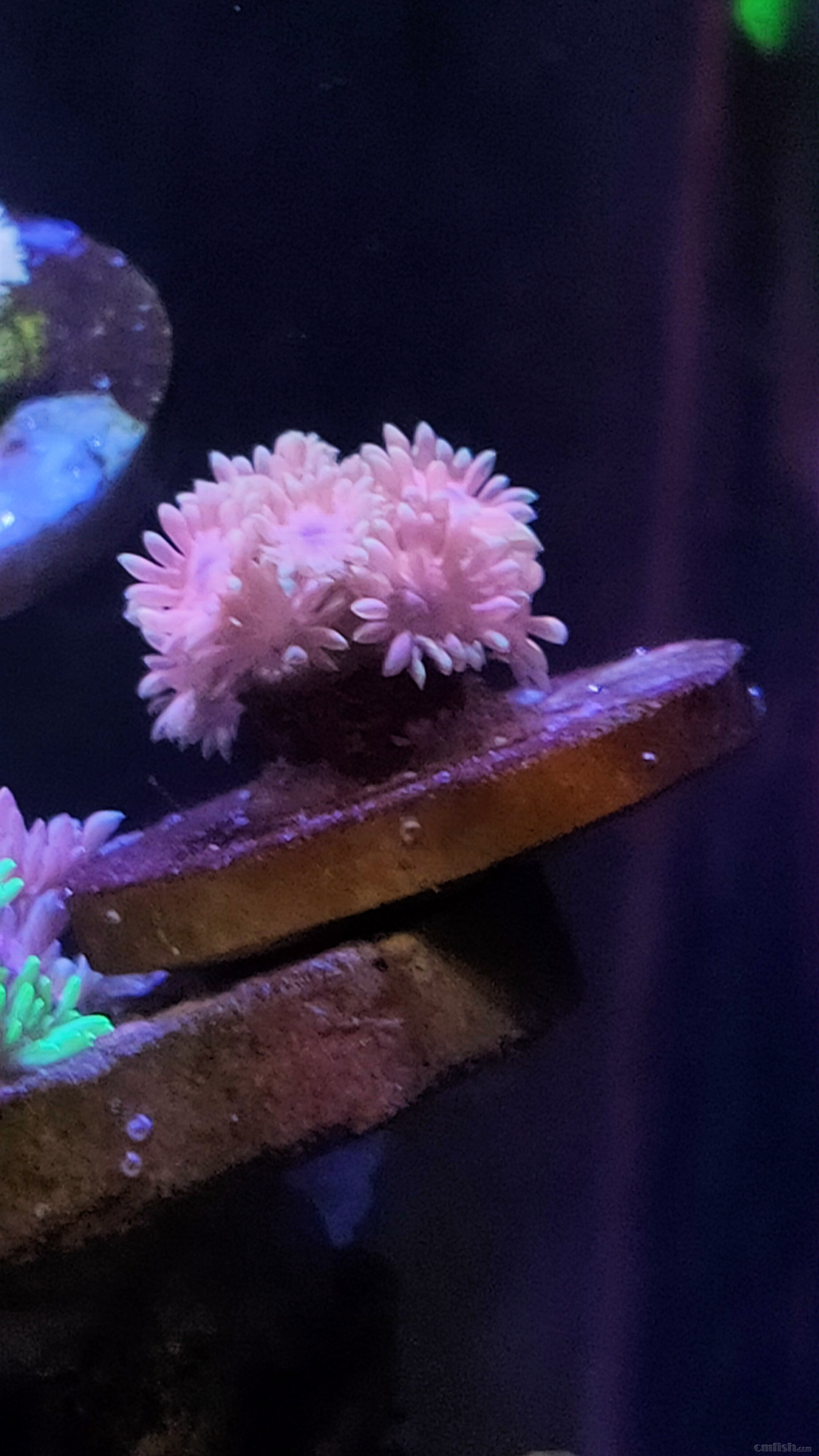 ���ɫ�Ĳʵ�����ͼ