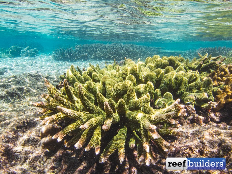 Acropora-abrotanoides-11.jpg