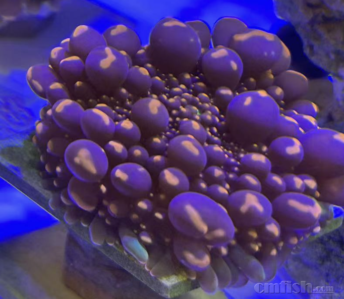 ����2025-03-20 ����1.46.03.png